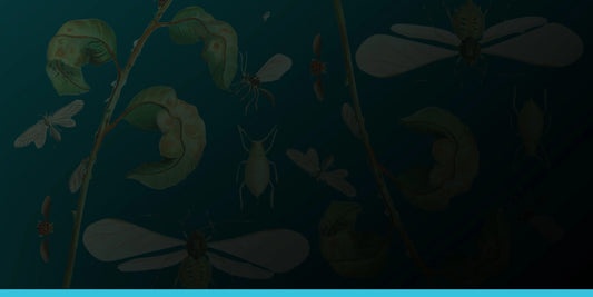 How Aphids Rewire Their Own Brains: Group 4 Insecticides (Neonicotinoids)